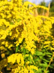 field of yellow flowers