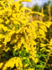 field of yellow flowers