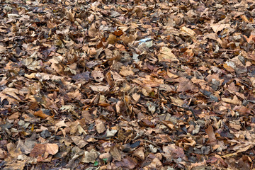 Autumn leaves in a park on the ground