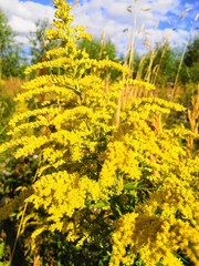 field of yellow flowers