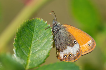 Pearly Heath butterfly - Coenonympha arcania, beautiful colored butterfly from European meadows and grasslands, Havraniky, Czech Republic.