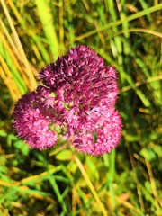 purple flower in the forest