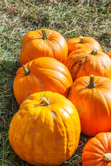 Natural autumn fall view pumpkin on eco farm background. Inspirational october or september wallpaper. Change of seasons, ripe organic food concept. Halloween party Thanksgiving day.