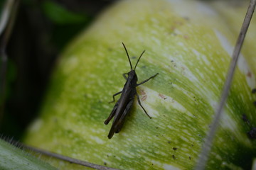 Insect grasshopper sits on a striped watermelon