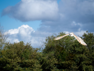 Barn owl. Tyto alba. In flight.