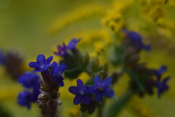 Fototapeta na wymiar Blue and yellow forest flowers close up