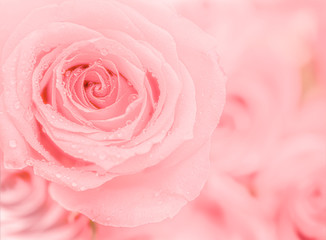 Fototapeta na wymiar Fresh pink rose with waterdrops