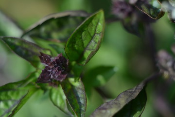 Top view of blooming spicy basil in the open air