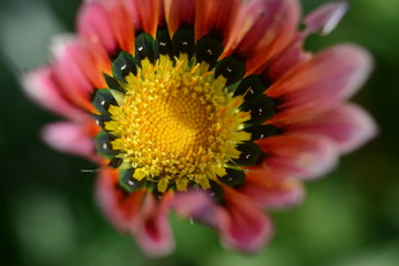 Close-up of a pink gazania flower in the open air