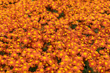 Beautiful chrysanthemum flowers orange