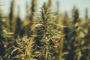 Marijuana plants at outdoor cannabis farm field.