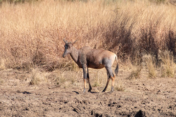 A Red Haartebeest covered in mud at a water hole.
