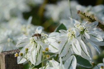 Delicate flowers of white euphorbia marginata and a bee on them