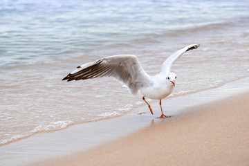 A Seagull looks at the camera, flapping its wings