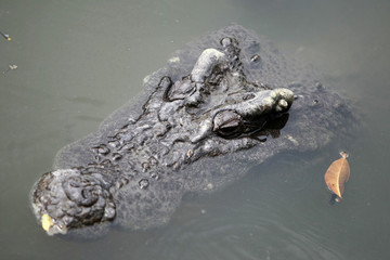 The big crocodile in the farm