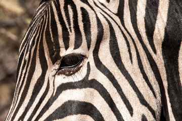 Close up of a zebra's face.