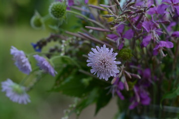 Delicate pink flowers - epilobium and other forest flower on a blurred background