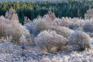 Trees with snow in winter