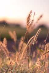Fototapeta premium wheat at sunset