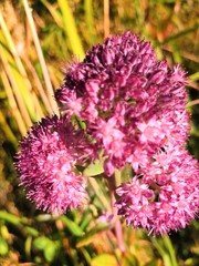 purple and yellow flowers