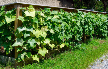 Urban neighborhood vegetable gardening in alley.