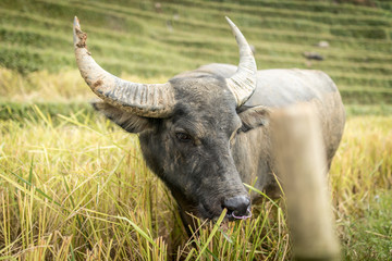 Buffalo eating