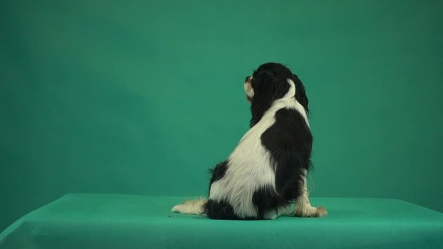 dog Cavalier King Charles Spaniel on green screen