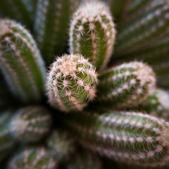 Macro close up view of the tip of a green cactus tentacle with thorns