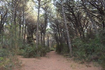 The pinewood of Marina di Cecina, pine trees and vegetation in the forest near to the seashore, Tuscany, Italy