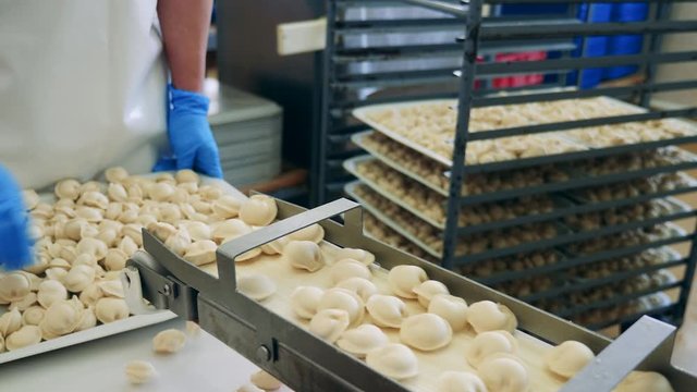 Factory worker collects pelmeni on a tray.