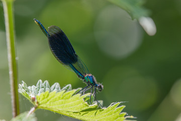blue dragonfly on a green leaf