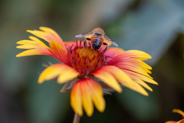 Hoverfly on yellow dandelion flower