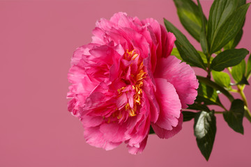 Bright pink peony flower isolated on a pink background.