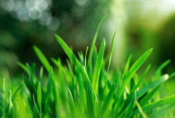 Fresh green spring gras closeup with sun. Lawn grass sprouting, sowing crops and grains