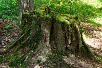 large tree stump in summer forest