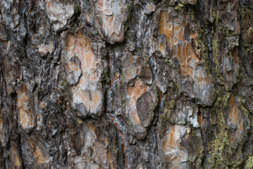 Tree bark texture