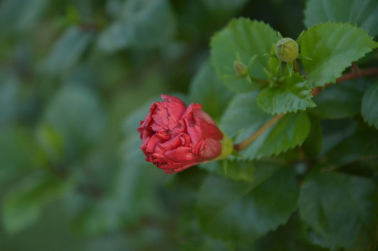 Blossom