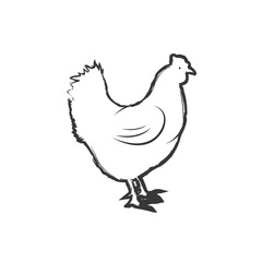 Fototapeta na wymiar Chicken sketch icon line isolated on white background vector
