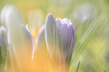 Crocus spring flower outdoor