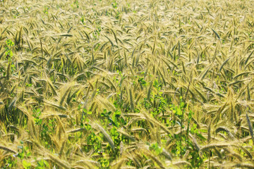 A field with ripe ears in Baden-Wuerttemberg, Germany