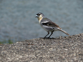 Azores common chaffinch with blue feathers