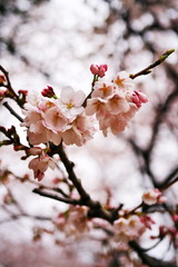 ソメイヨシノを見上げる春