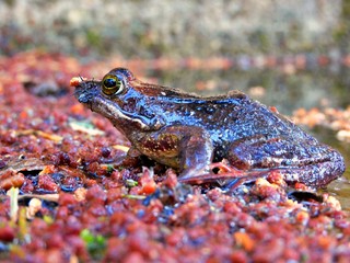 Pyrenean frog out of a pond