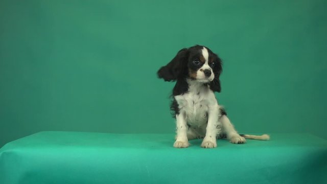 dog Cavalier King Charles Spaniel on green screen