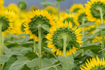 Sunflowers in full bloom, seen from behind