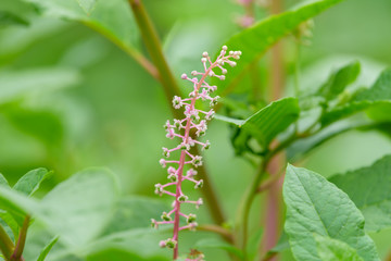 Flower of Pokeweed berries, American pokeweed