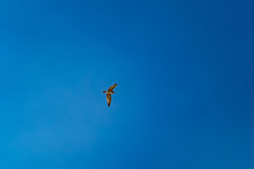 Naklejka na ściany i meble Seagull flies in blue cloudless summer sky