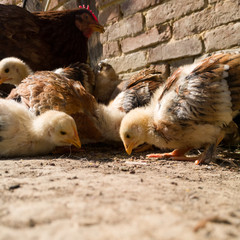 A hen and chickens rummage through the dust against a brick wall on a sunny day.