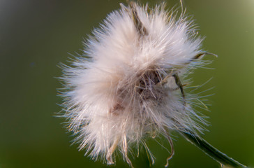 Close up of wilted dandelion flower Macro flower