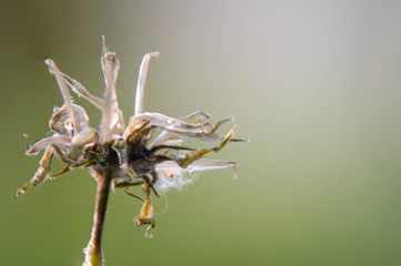 Close up of wilted dandelion flower Macro flower